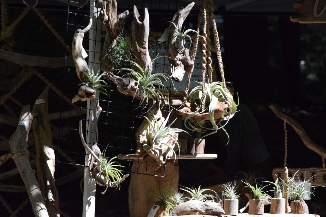 第95回 近江神宮マルシェＳ（2日目）